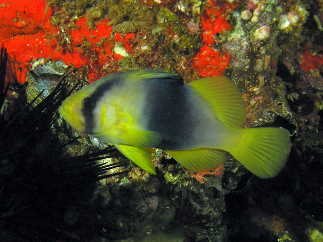 Diploprion bifasciatum